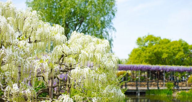Most Beautiful Flower Parks in Japan
